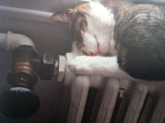 chat-dort-radiateur