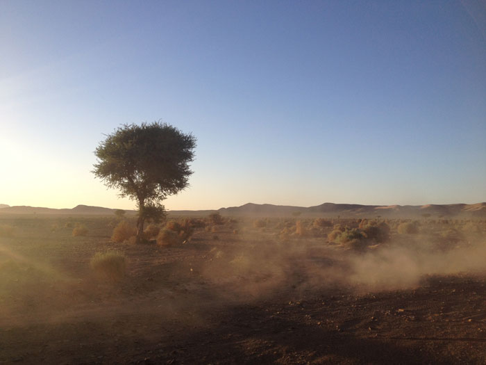 poussiere-arbre-desert-maroc