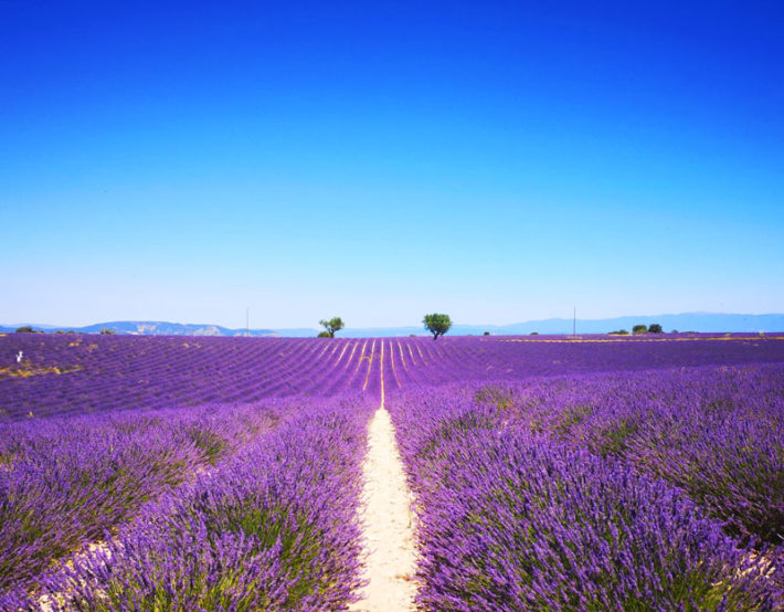 Valensole Les Plus Beaux Champs De Lavandes En Provence Le Moment M